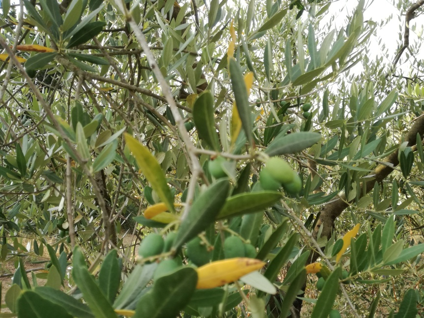 Micronaturale: trattamenti innovativi per la coltivazione e difesa di olivo e vite