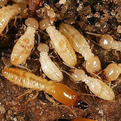 Micronaturale: Suoli, termiti, microrganismi intestinali e metano atmosferico