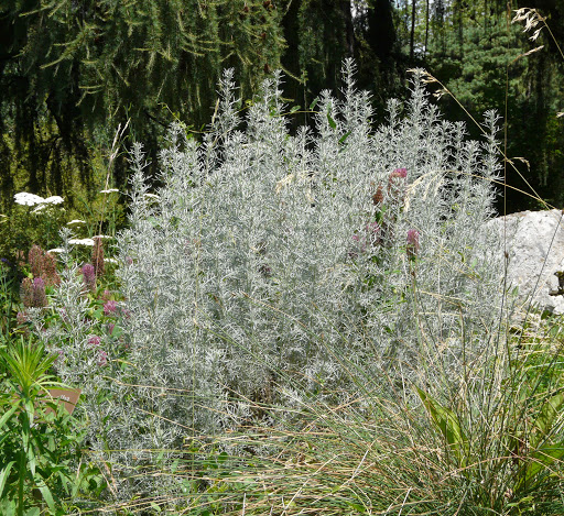 Piante del giardino mediterraneo resistenti alla siccità-(Artemisia)