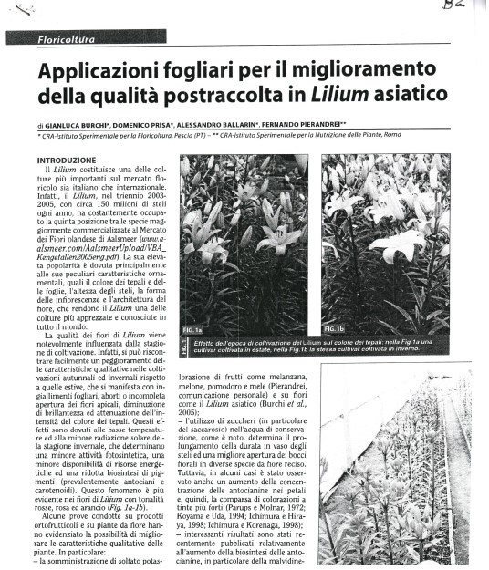 Applicazioni fogliari per il miglioramento della qualità post-raccolta in Lilium asiatico
